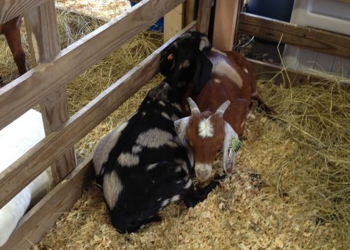 snuggley goats